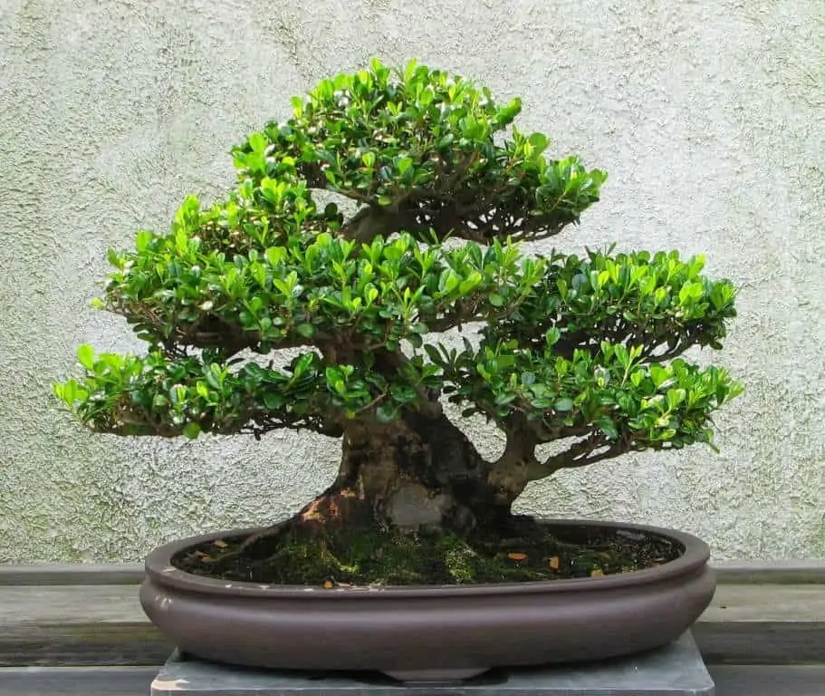 indoor bonsai