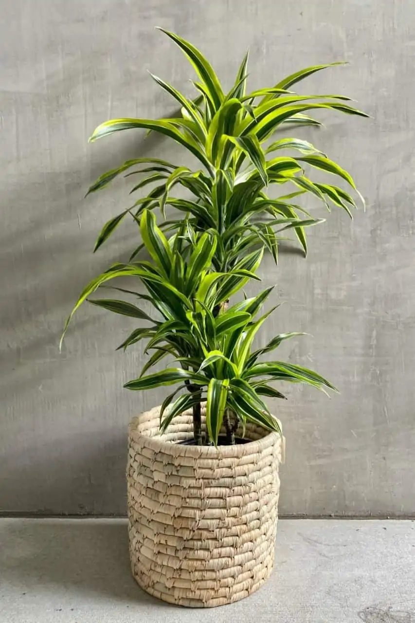 Dracaena