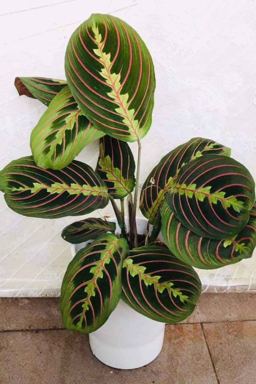 prayer plant