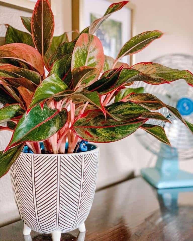 chinese evergreen plant