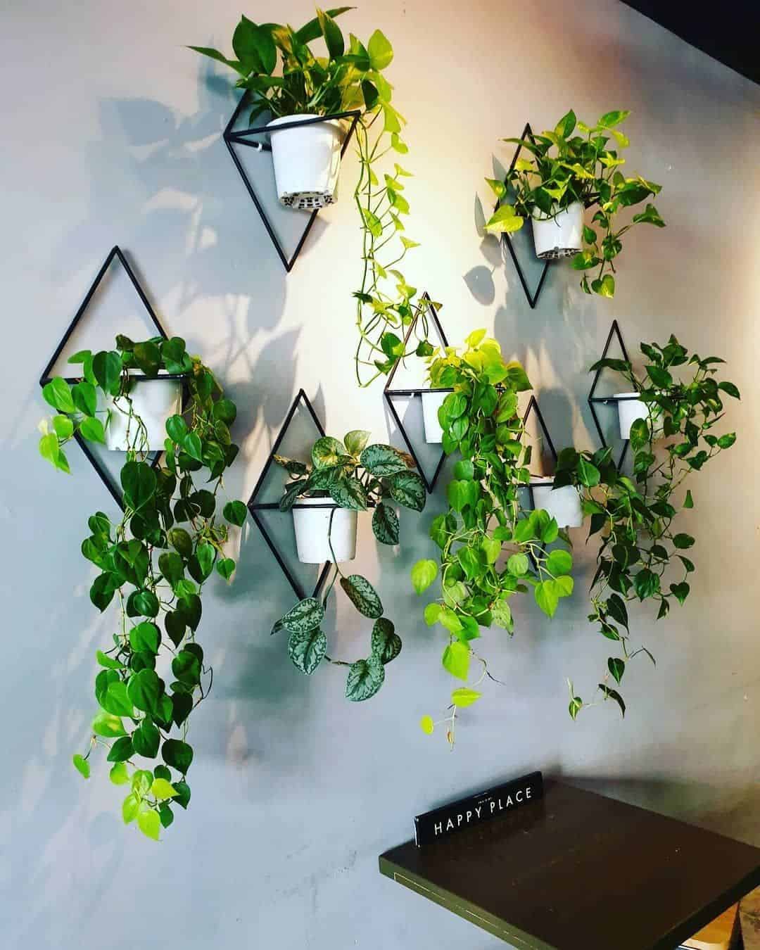 indoor money plant in hanging planters