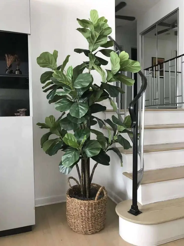 Fiddle-leaf fig