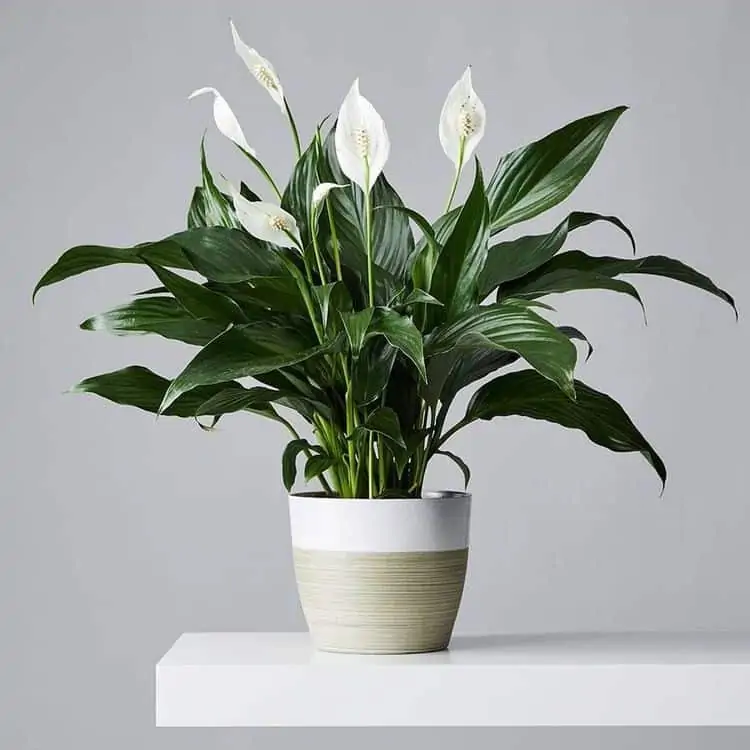 Peace lily plant