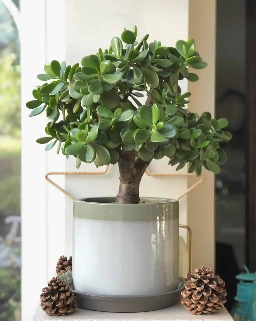 jade plant