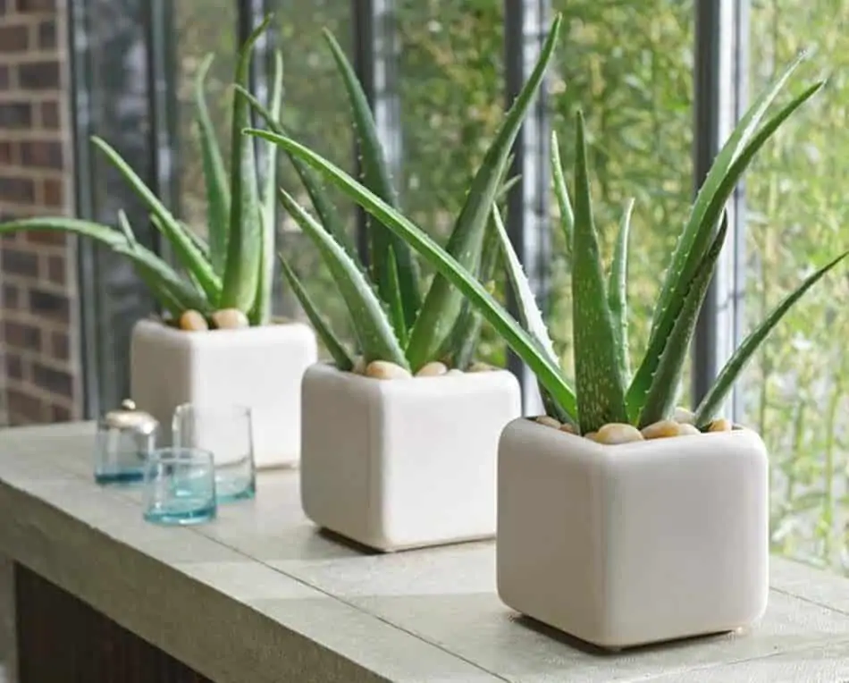 aloe vera for home