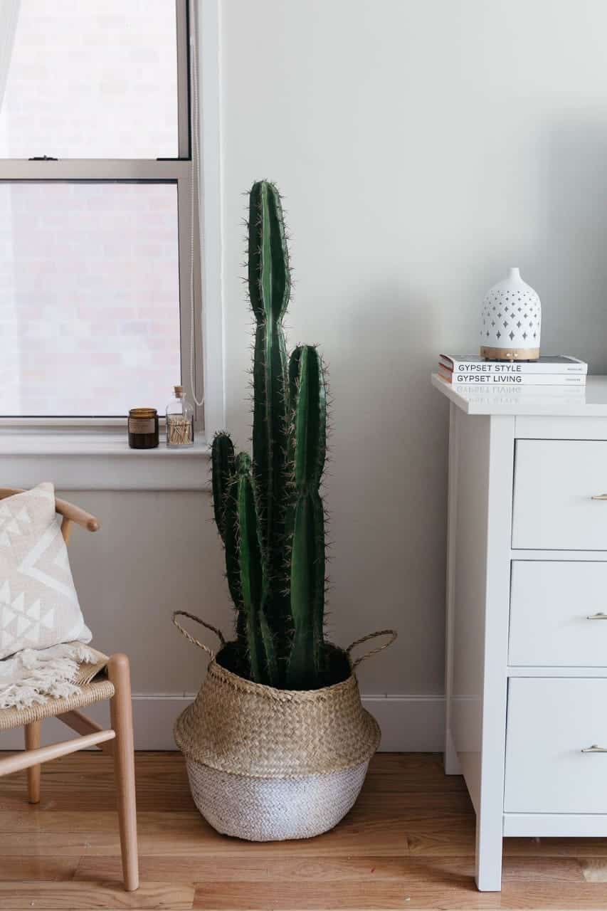 Indoor plants designing guide (+41 shopping options)