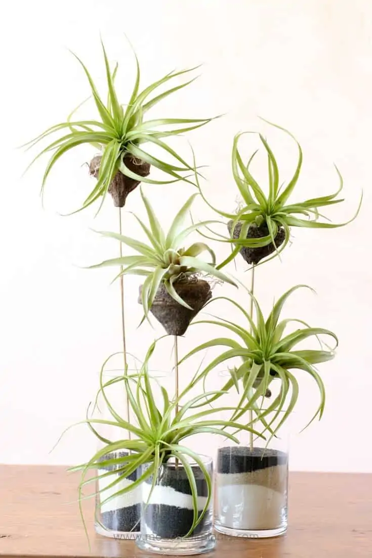 indoor air plants