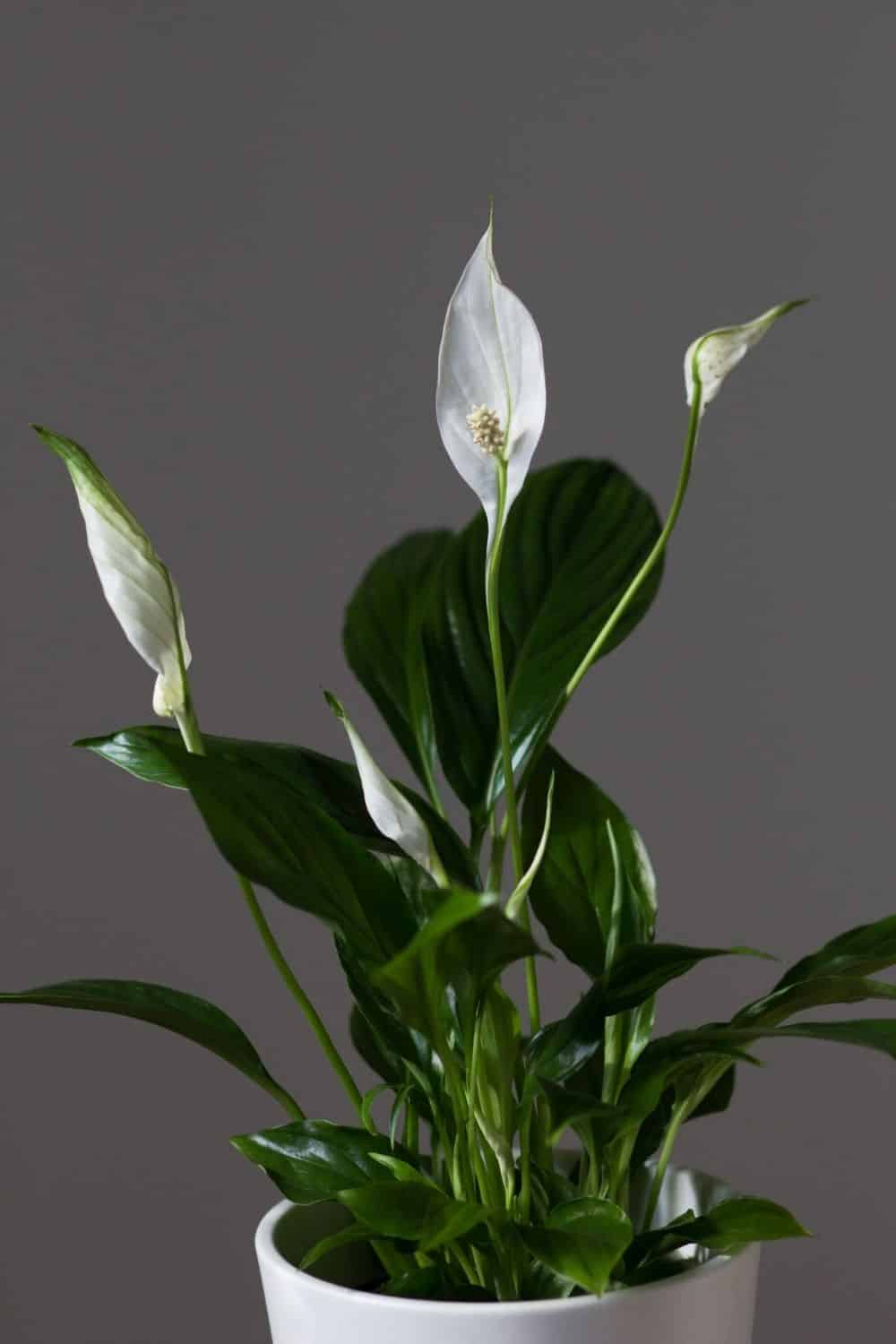 peace lily indoor plant