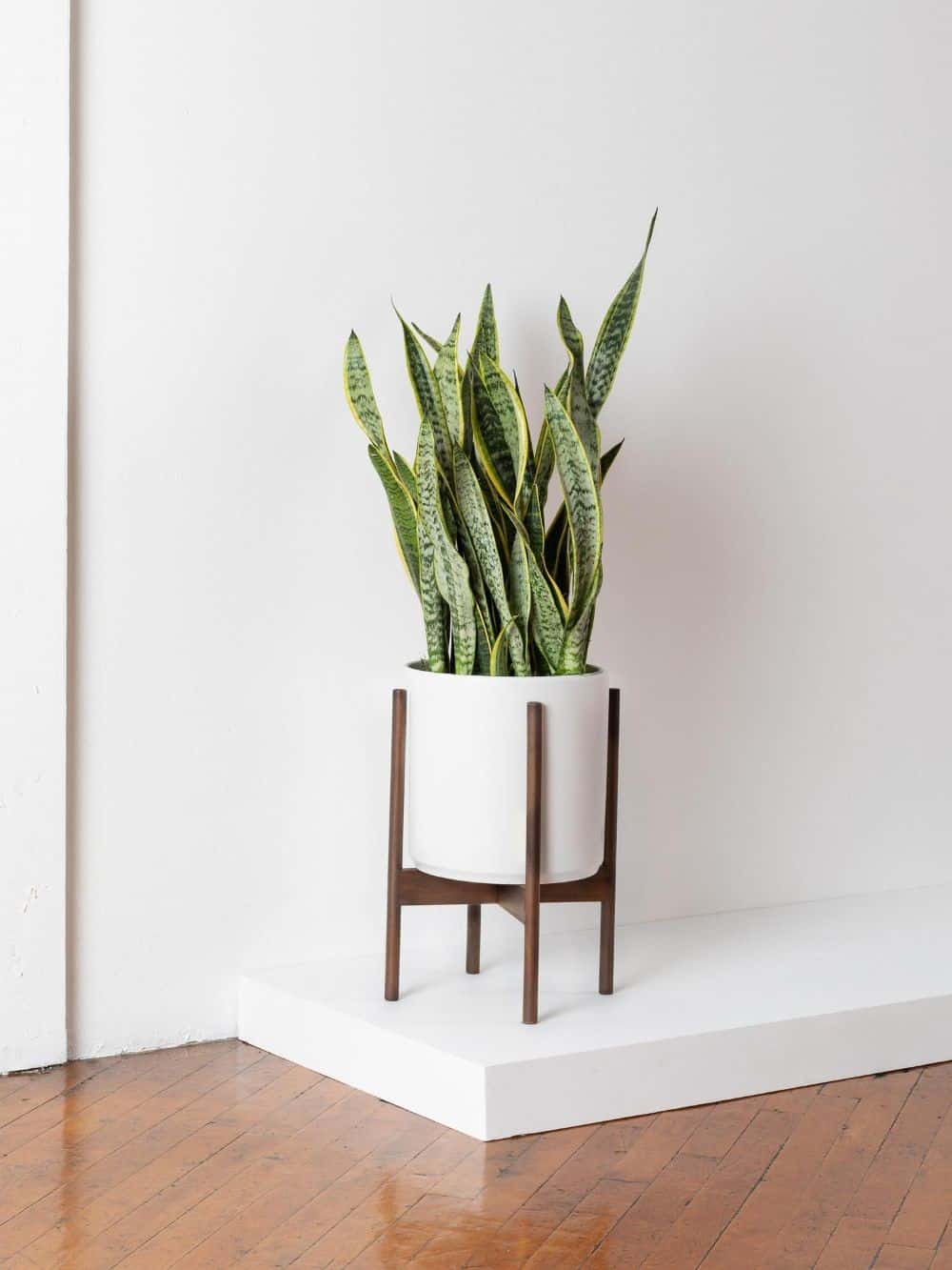 snake plant