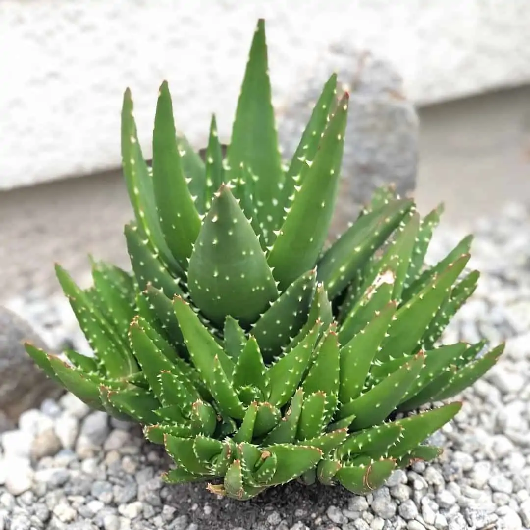 aloe vera plant