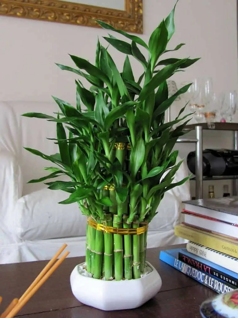 Lucky bamboo plant