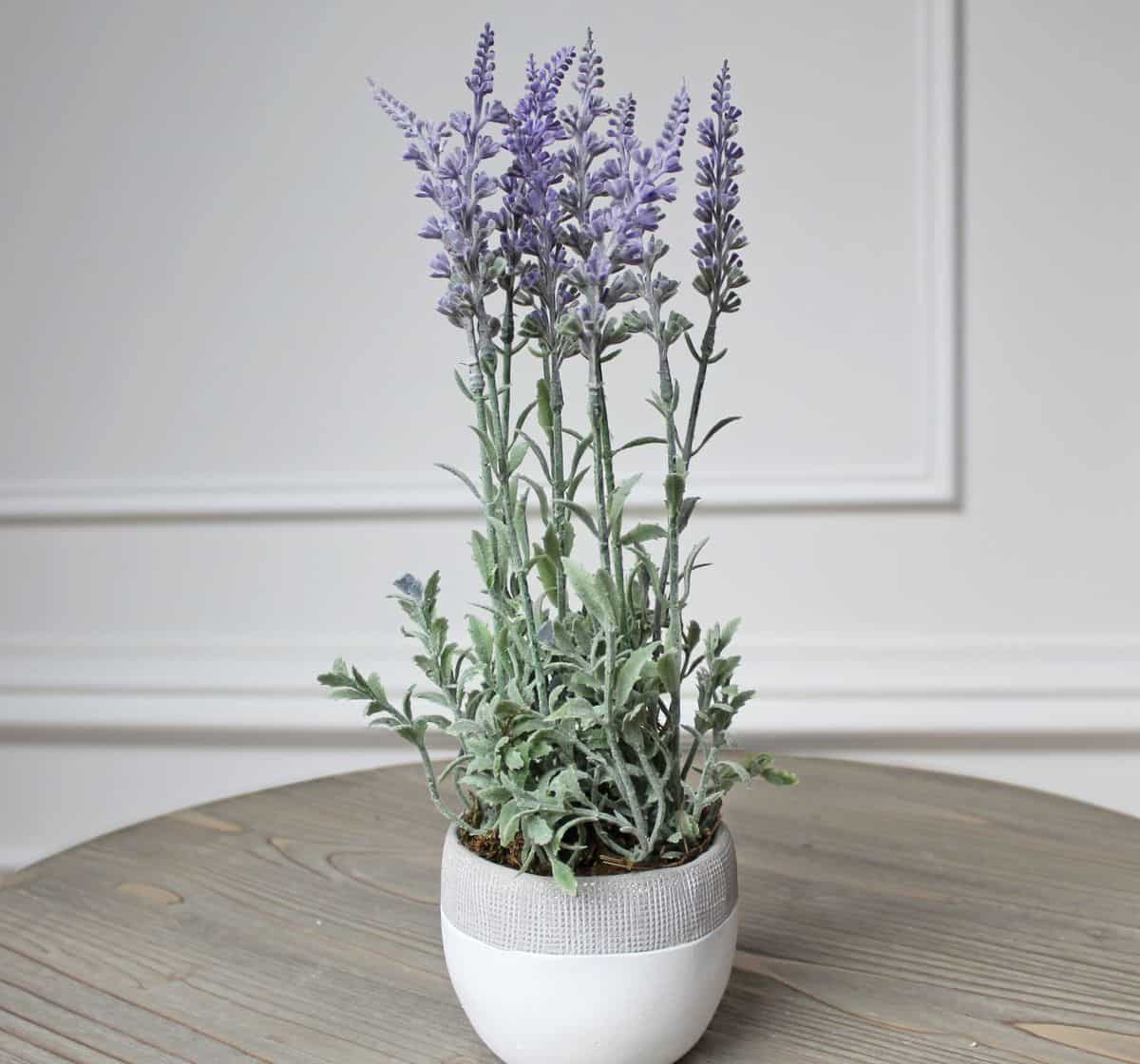 lavender plant