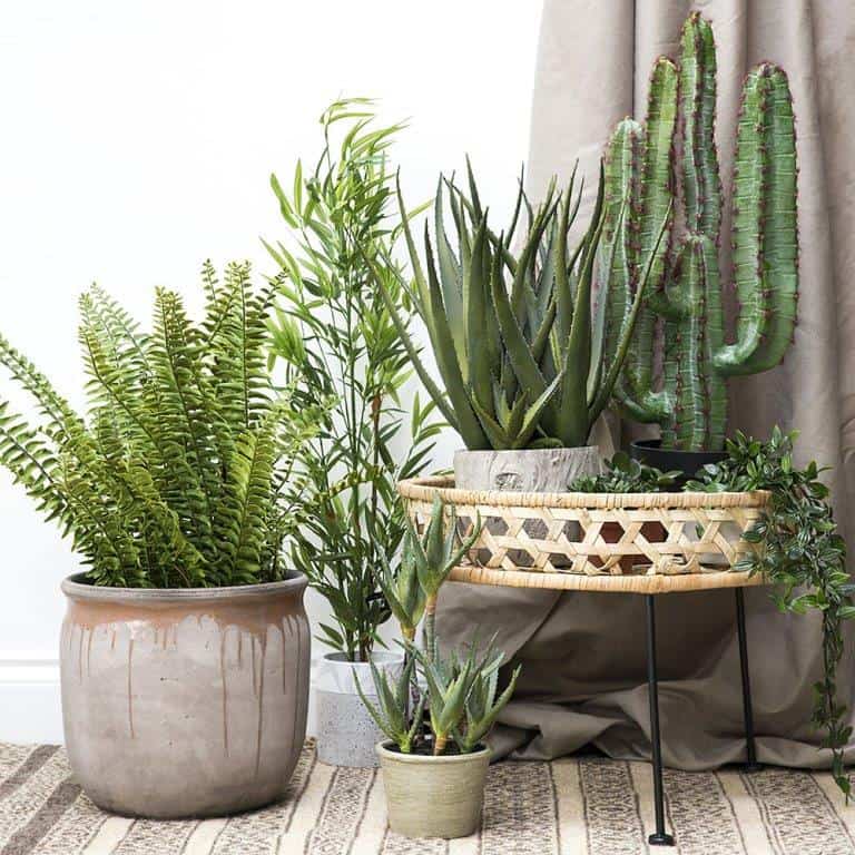 Double Pot your Houseplants - Laidback Gardener