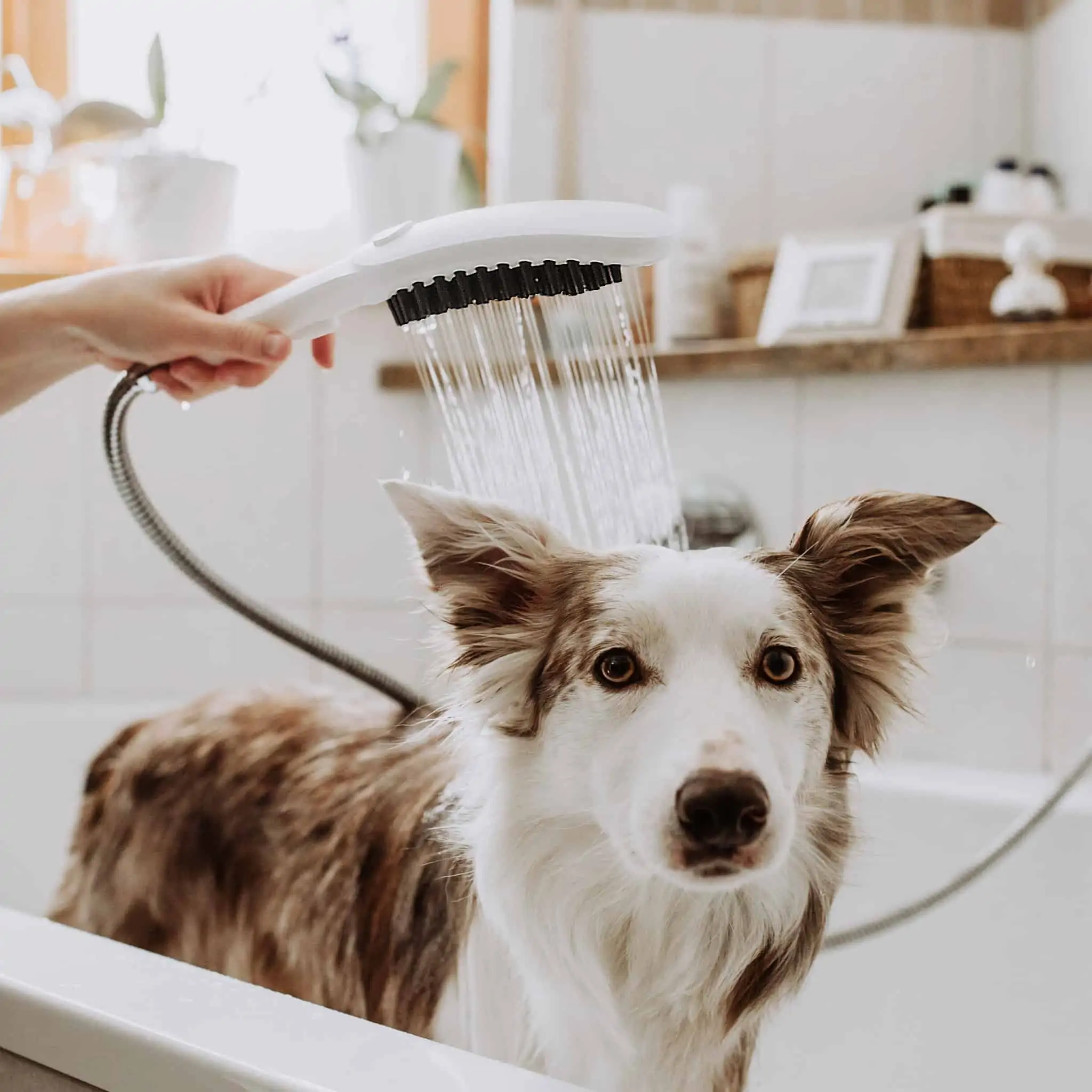 Dog bath accessories best sale