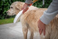 Hansgrohe DogShower with handheld showerhead in white colour; dog bath accessories