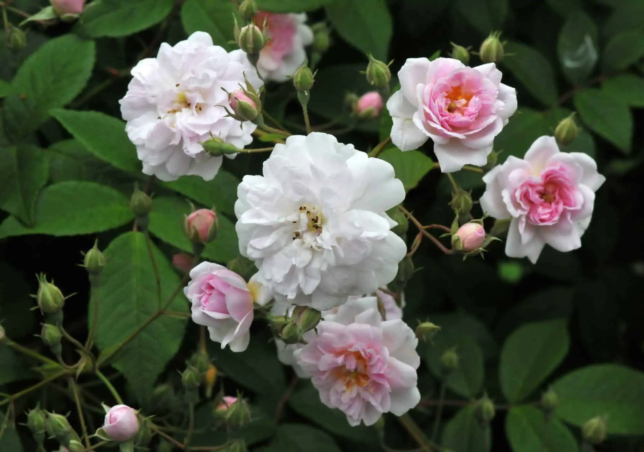 Summer flower: Musk rose in garden 