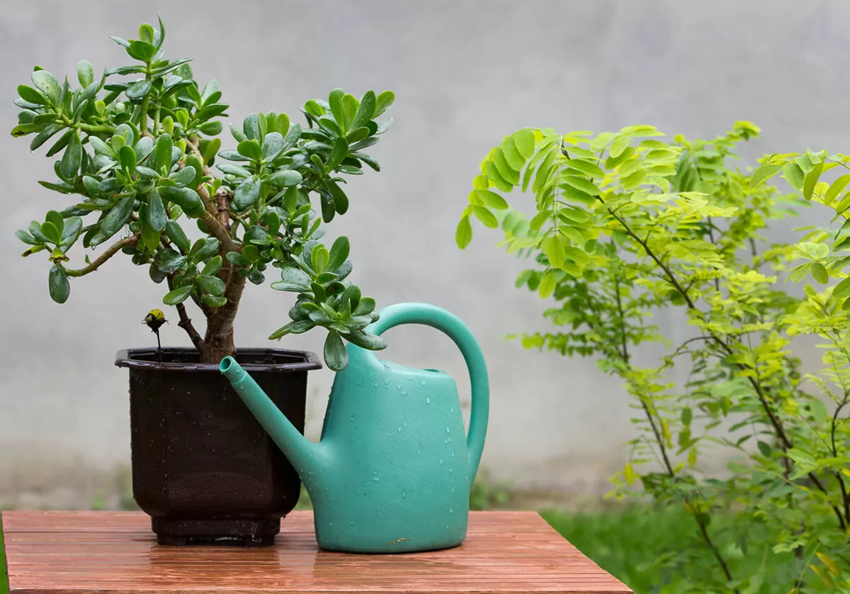Jade plant: Benefits, care, propagation & 26+ decor ideas