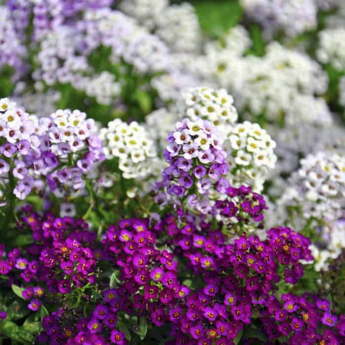 sweet alyssum