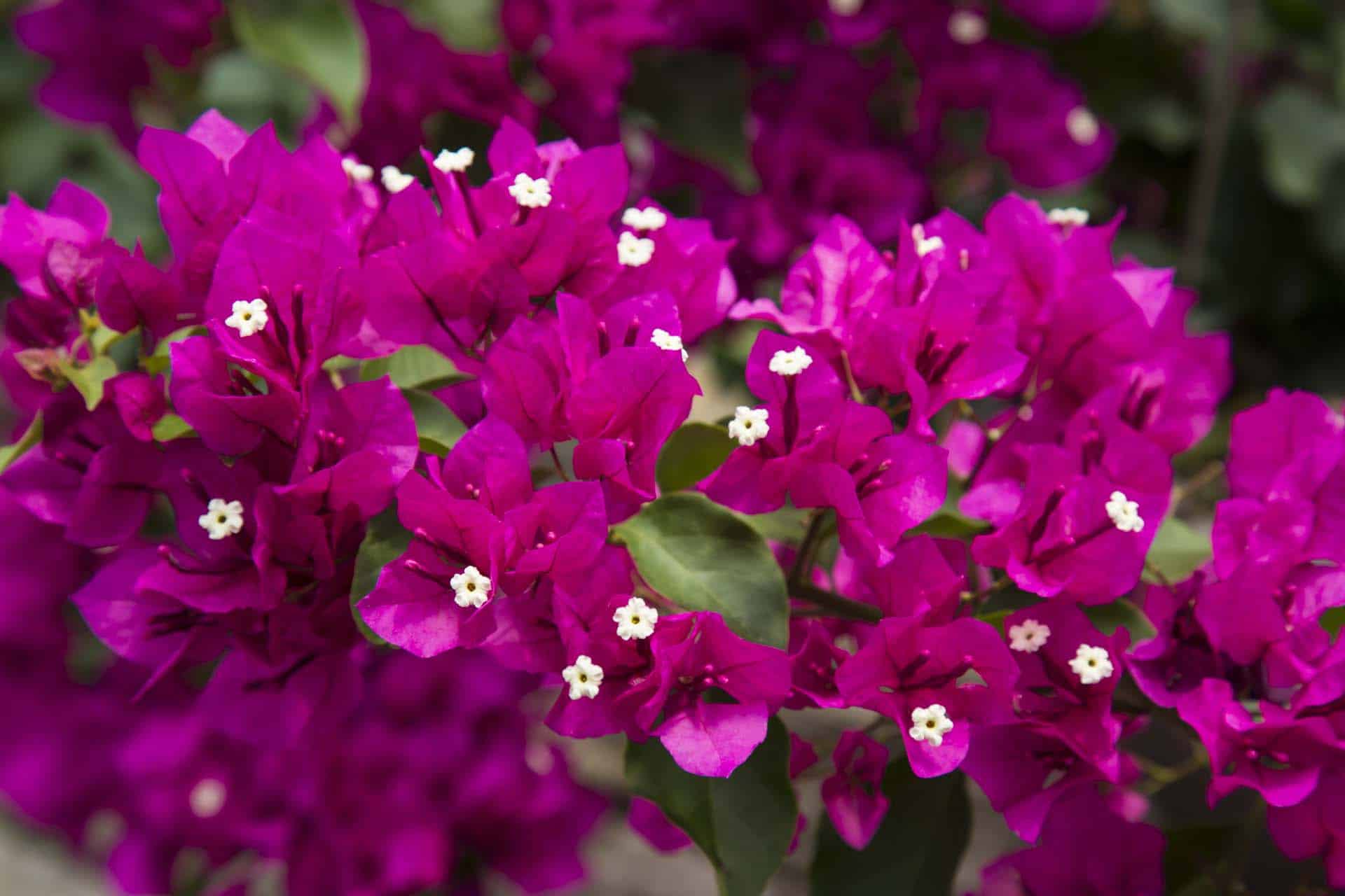Bougainvillea. the most exquisite garden flowers for summer, winter & spring, with vibrant images.