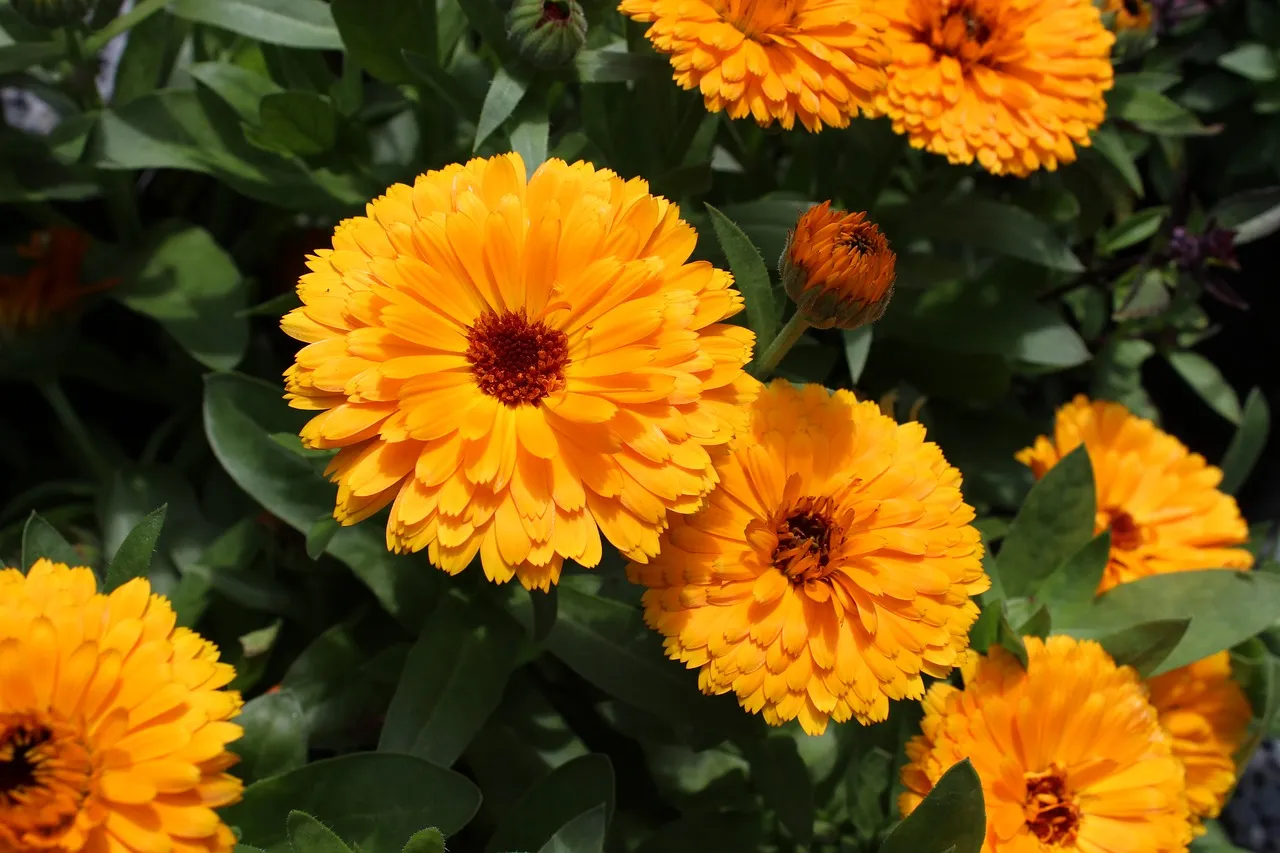 Calendula. the most exquisite garden flowers for summer, winter & spring, with vi،nt images.