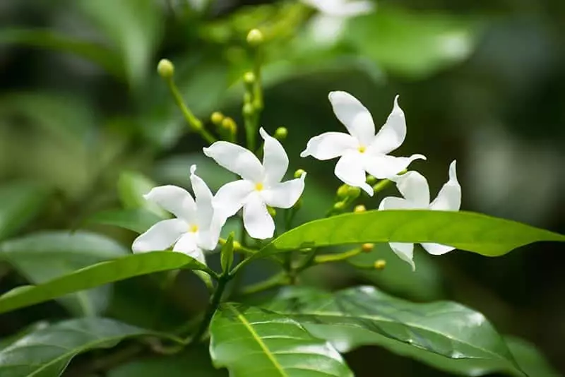 Jasmine. the most exquisite garden flowers for summer, winter & spring, with vibrant images.