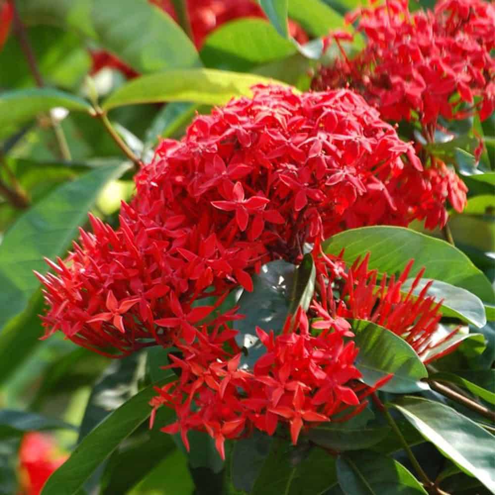 Ixora. the most exquisite garden flowers for summer, winter & spring, with vi،nt images.