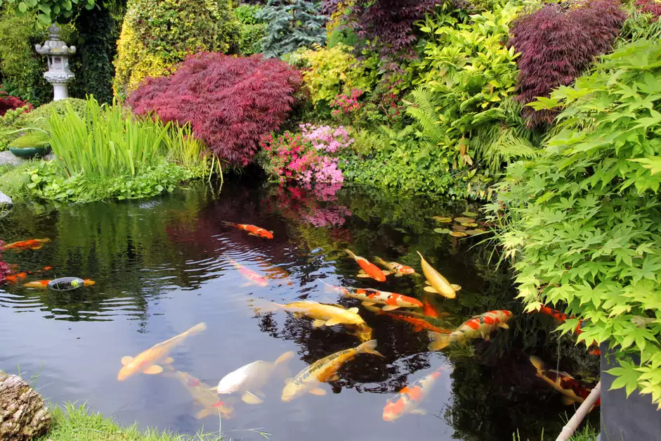 water garden with Japanese rice fish