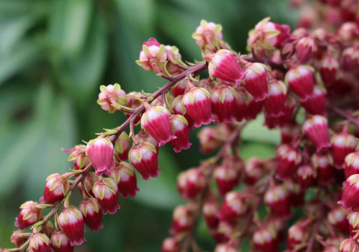 Pieris. the most exquisite garden flowers for summer, winter & spring, with vibrant images.