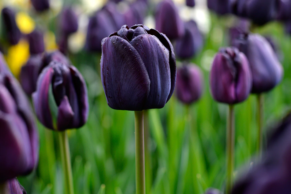 Black tulip. the most exquisite garden flowers for summer, winter & spring, with vi،nt images.