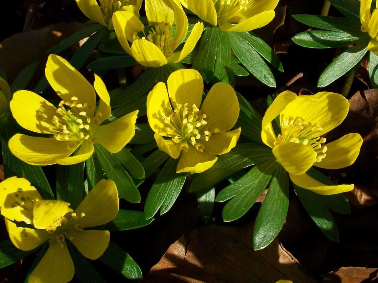 Winter aconite. the most exquisite garden flowers for summer, winter & spring, with vibrant images.