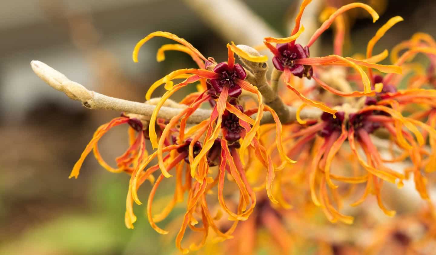 Witch hazel. the most exquisite garden flowers for summer, winter & spring, with vibrant images.