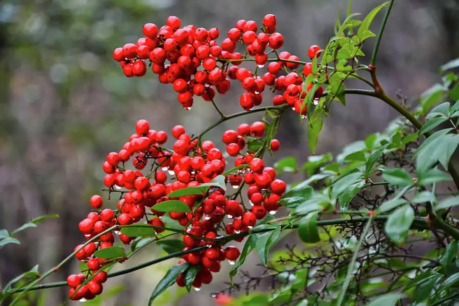 Winterberries. the most exquisite garden flowers for summer, winter & spring, with vibrant images.
