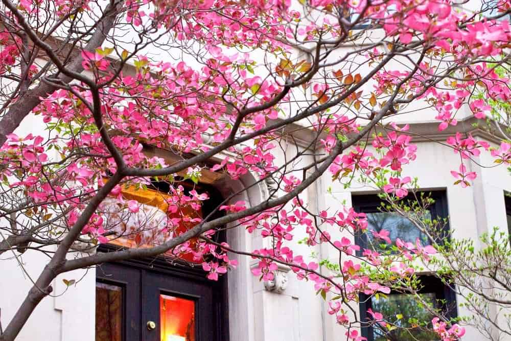 Flowering tree in front yard