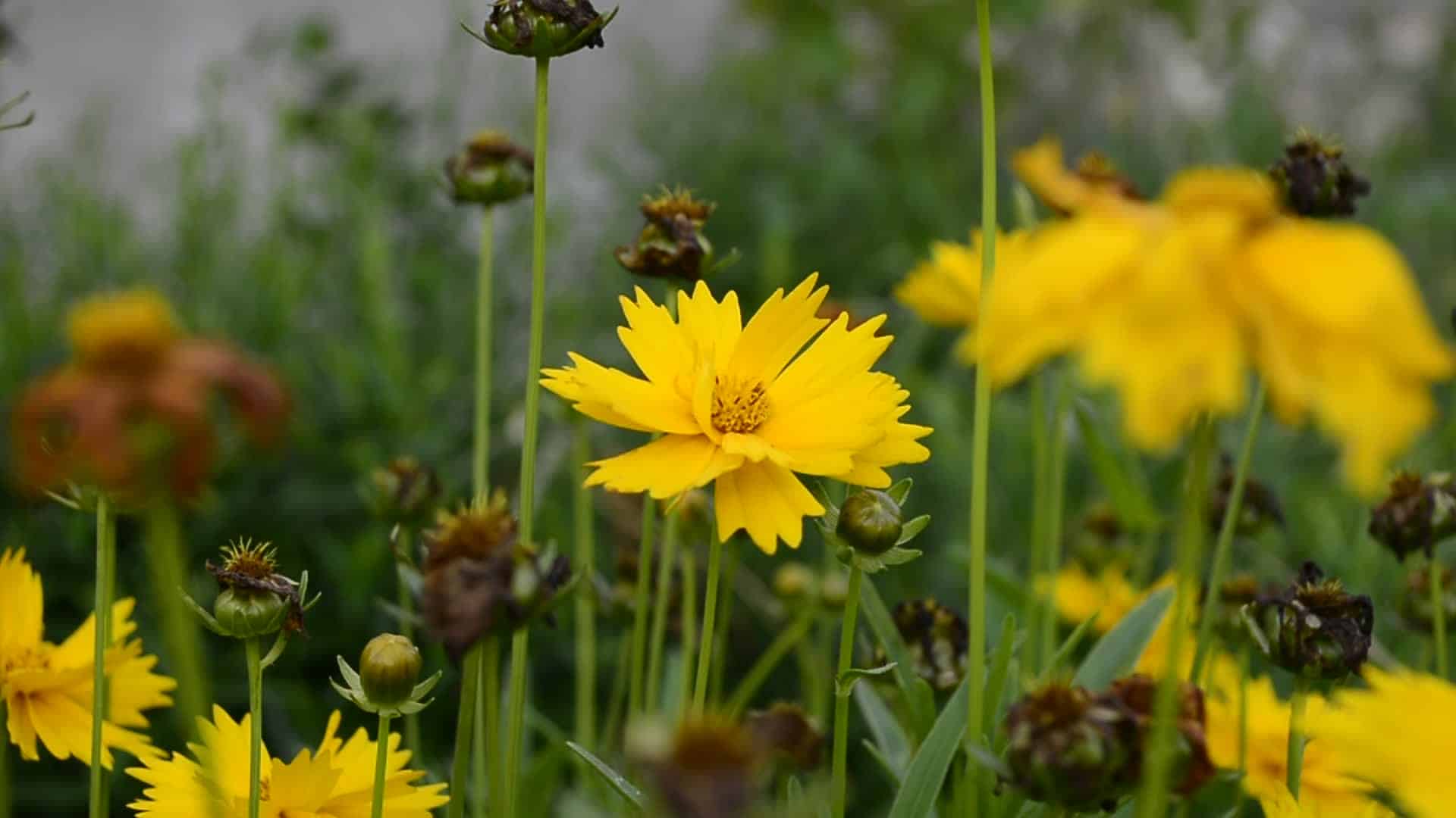 coreopsis