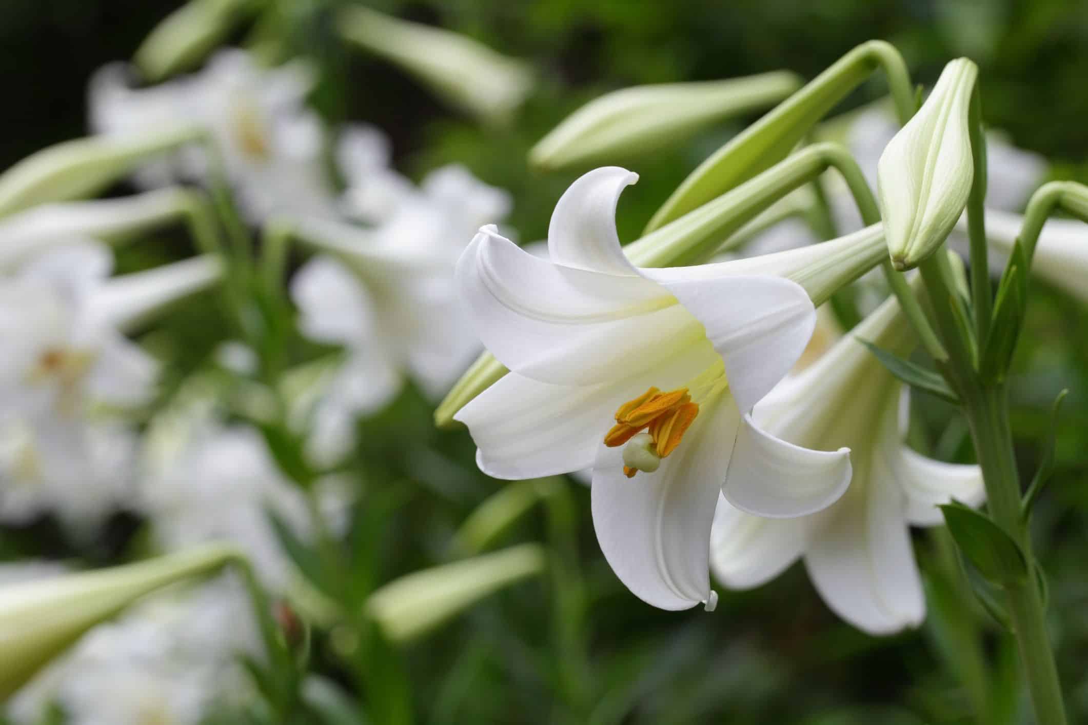 Lilies: the most exquisite garden flowers for summer, winter & spring, with vibrant images.