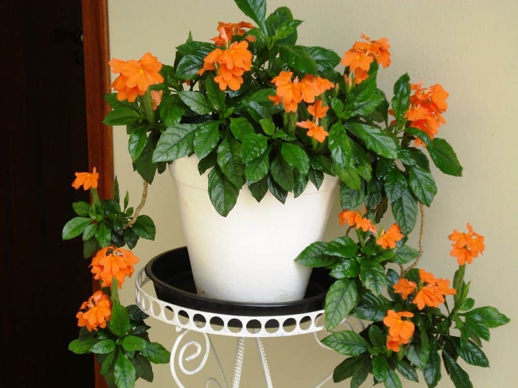 Crossandra. the most exquisite garden flowers for summer, winter & spring, with vibrant images.