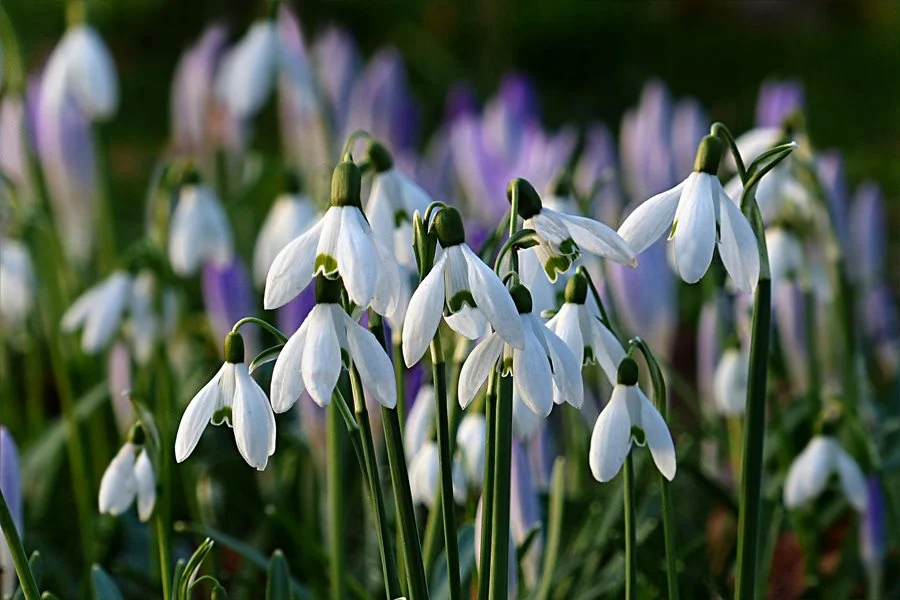 Snowdrop. the most exquisite garden flowers for summer, winter & spring, with vibrant images.