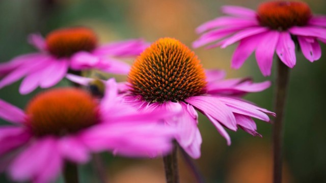 41+ flower images: eye-catching blooms for your garden