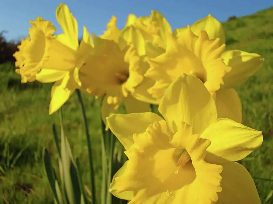 Daffodils. the most exquisite garden flowers for summer, winter & spring, with vibrant images.