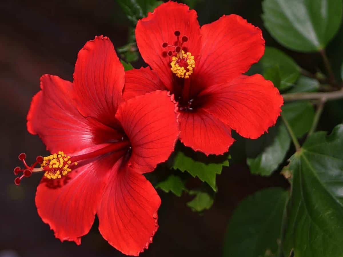 Hibiscus. the most exquisite garden flowers for summer, winter & spring, with vibrant images.