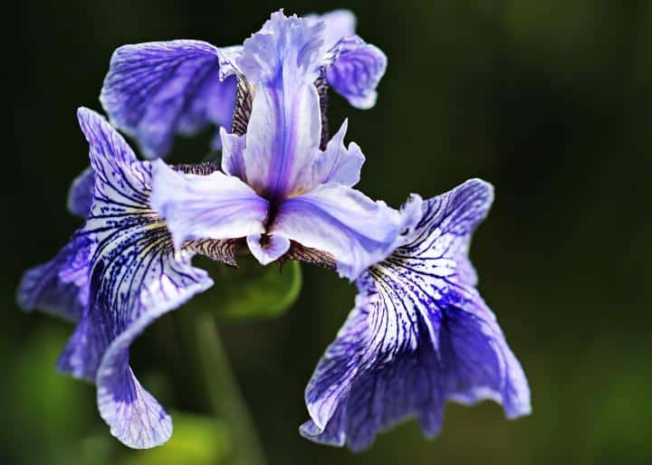 Iris