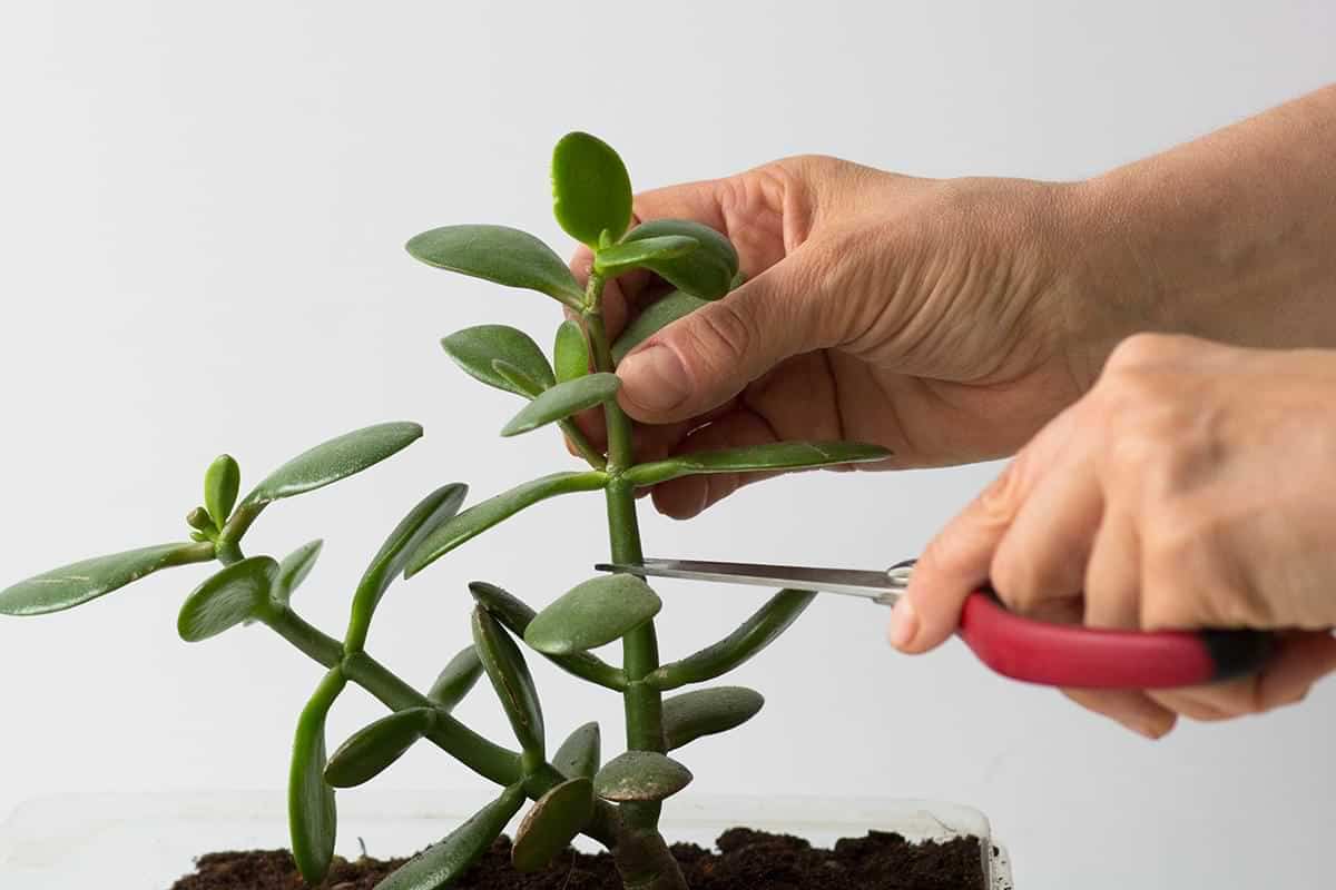 propagation, types, benefits