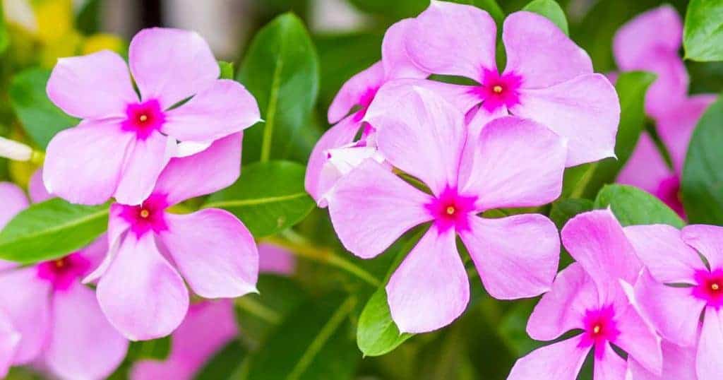 Periwinkle. the most exquisite garden flowers for summer, winter & spring, with vi،nt images.