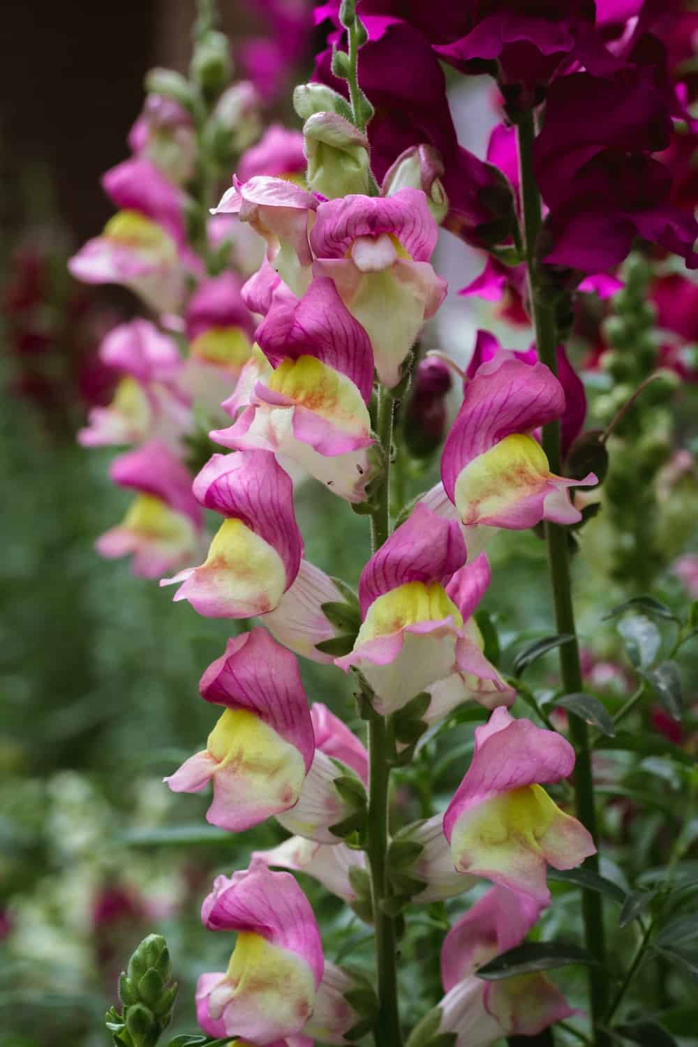 Snapdragon flower