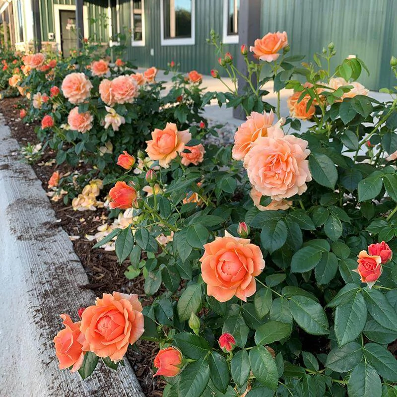 Shrubs roses