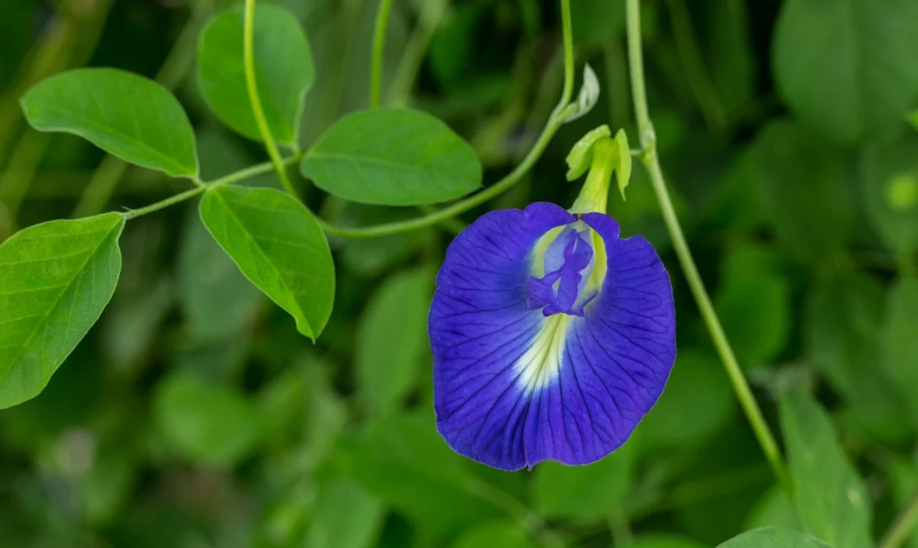 Butterfly pea flower, neelkanth. the most exquisite garden flowers for summer, winter & spring, with vi،nt images.