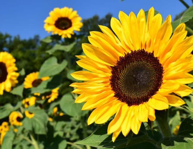 Sunflowers