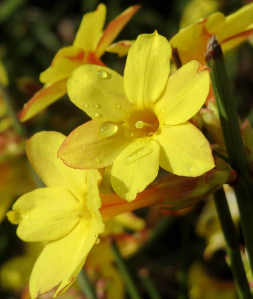 winter jasmine. the most exquisite garden flowers for summer, winter & spring, with vi،nt images.