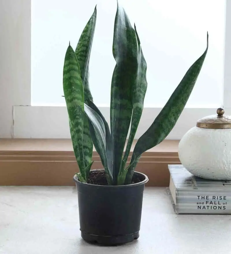  succulent kept indoors with a book and pot in frame