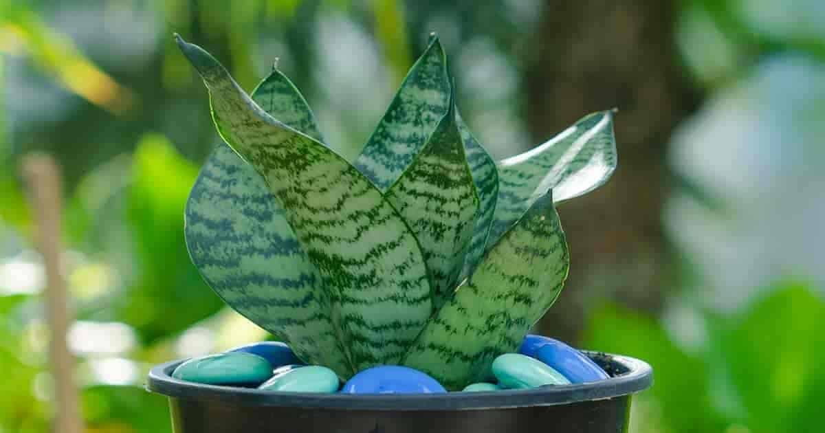 hahnii variety of snake plant care and benefits